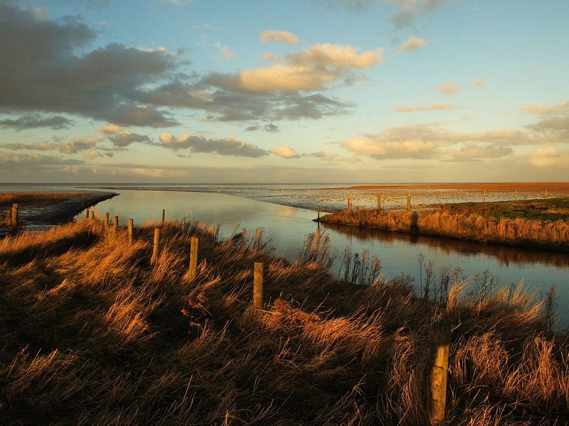 de Zwarte haan by Brenda van der Zee
