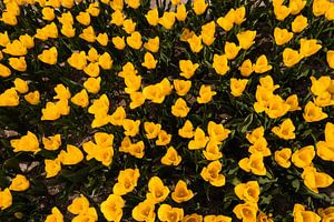 Tulipes jaunes