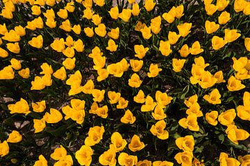 Tulipes jaunes sur Lisette van Leeuwen