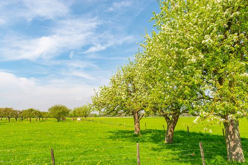 Appelbomen in een boomgaard met witte bloesem in de lente