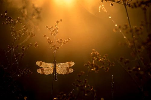 Tomorrow morning has gold in its mouth