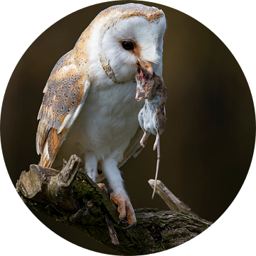 Kerkuil, Tyto Alba van Gert Hilbink