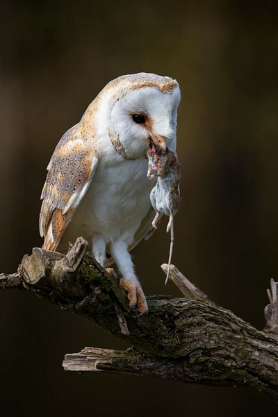 Barn owl, Tyto Alba by Gert Hilbink