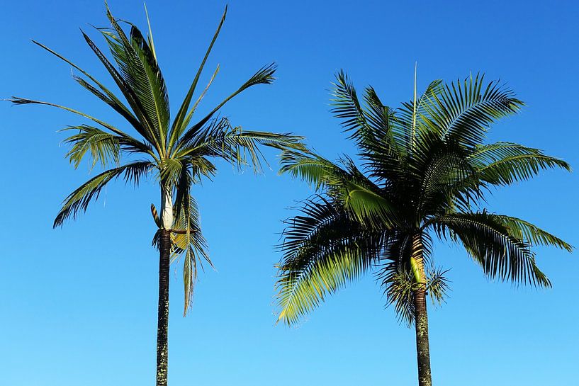 Bright Blue Sky II by Walljar