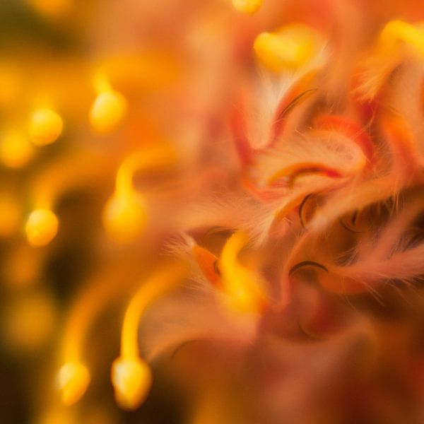 Oranje by Ernie van Beek