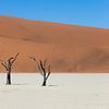 Tweeling bomen in dead vlei van OCEANVOLTA