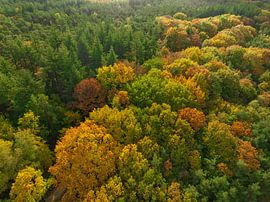 Herfstbos vogel's eye view van Sjoerd van der Wal Fotografie