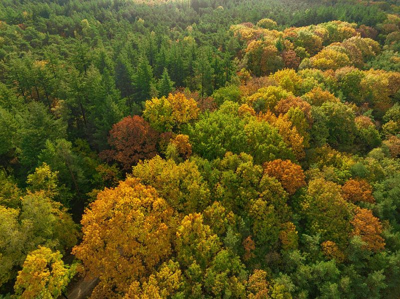 Herbstwald aus der Vogelperspektive von Sjoerd van der Wal Fotografie