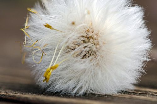 Macro details of a fluff
