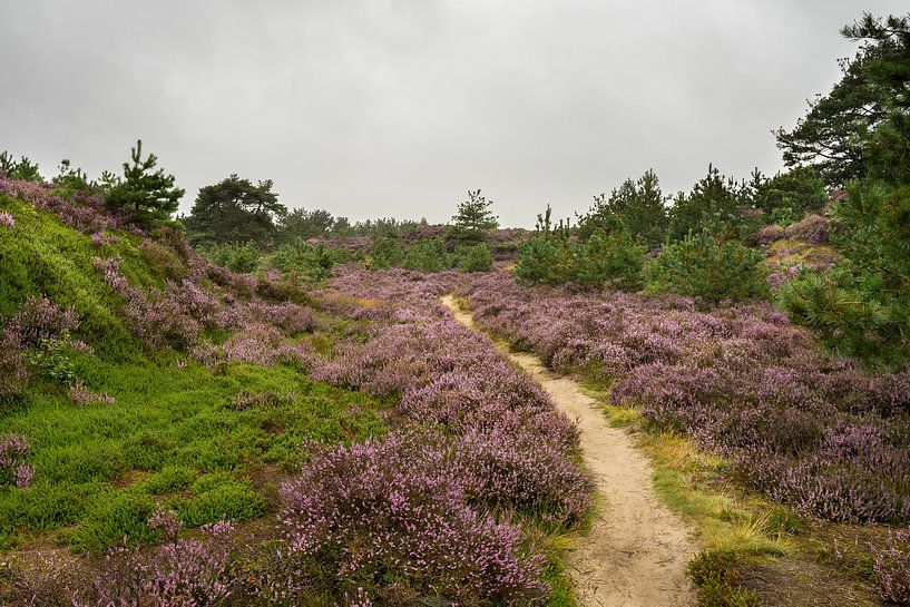 A beautiful heath landscape by Goffe Jensma