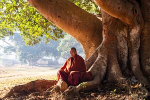 Moine sous un arbre