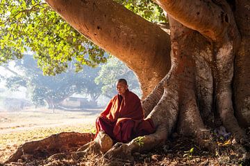 Monnik onder een boom van Antwan Janssen