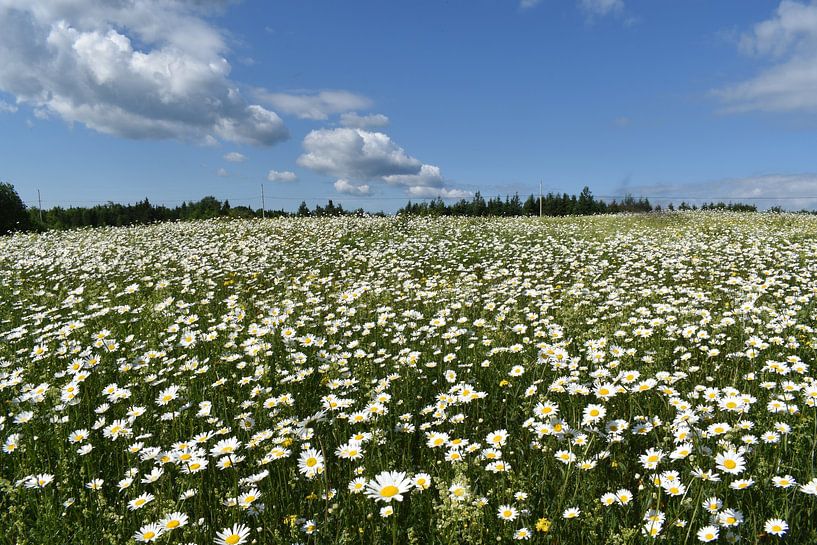 A field in bloom under a summer sky by Claude Laprise