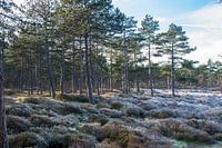 Frozen heather in the dunes of Schoorl