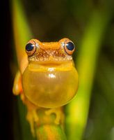 Männlicher Dendropsophus auf der Suche nach einer Partnerin