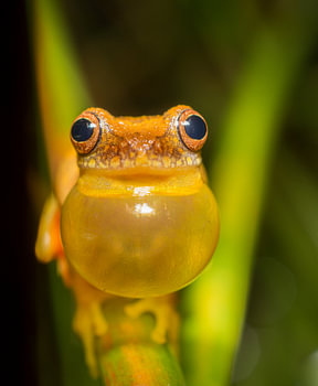 Männlicher Dendropsophus auf der Suche nach einer Partnerin