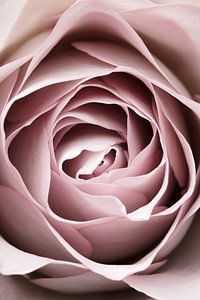 Rose rose n ° 04, 1x Studio III sur 1x