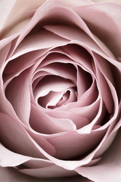 Rosa Rose Nr. 04 von Pictufy Studio III