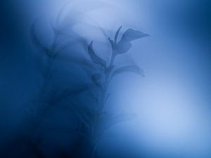 Mysterieus