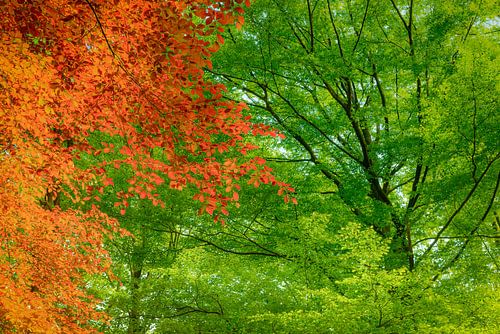 Rode Beuk in het groen