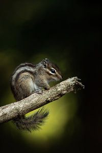 Syberisches Erdhörnchen von Freddy Van den Buijs