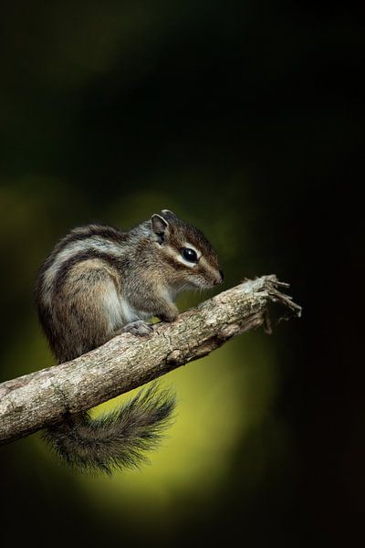 Syberian ground squirrel by Freddy Van den Buijs