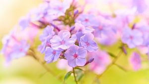 Schmetterlingsblüte in Sommerglut