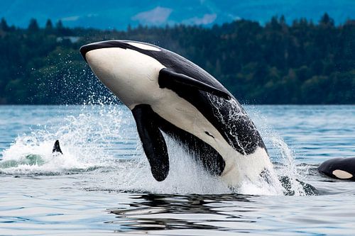 Jumping killer whale in Canada