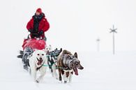 Sled through the snow by Martijn Smeets thumbnail