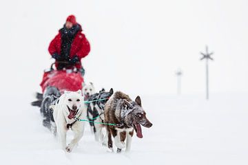 Sled through the snow by Martijn Smeets