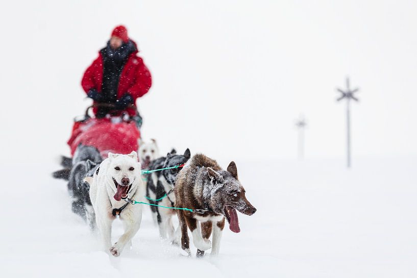 Sled through the snow by Martijn Smeets