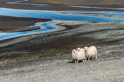A flock of three sheep near a river gazing at the photographer in Iceland