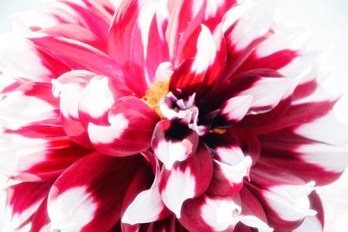 Hightkey Lotus flower