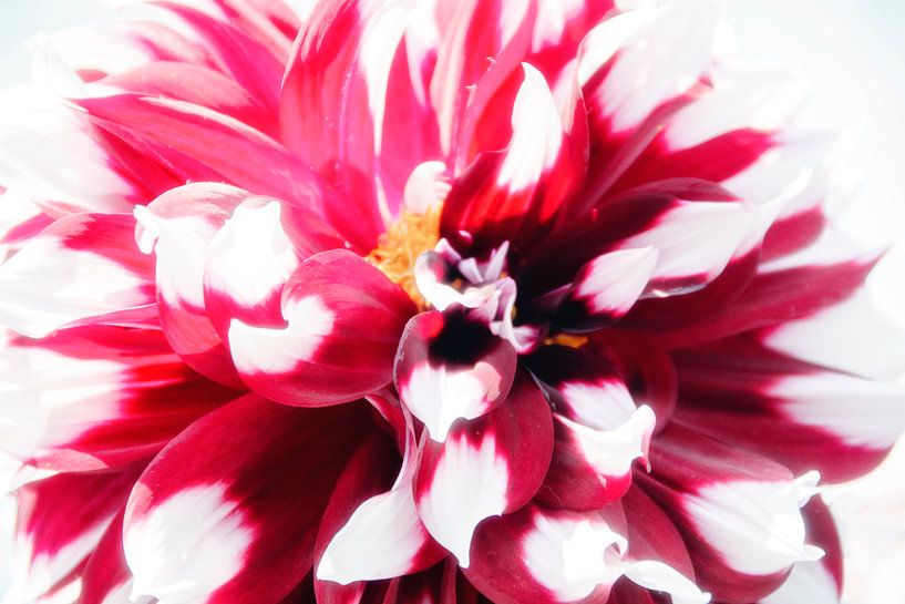 Blumen in Highkey von Roland de Zeeuw