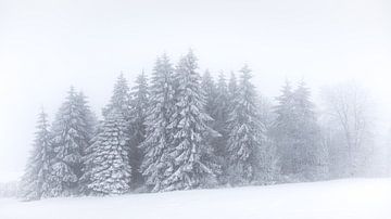 Sneeuwsparren van Steffen Henze