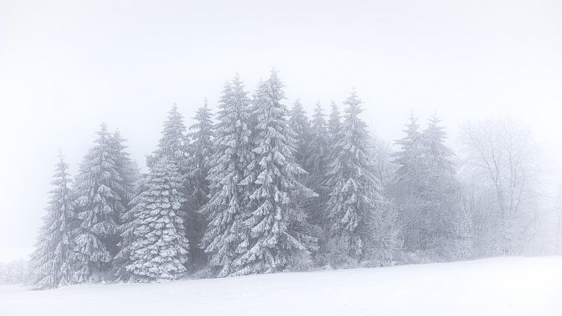 Snow spruces by Steffen Henze