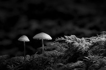 Tintlinge im Abendlicht