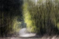 Abstract van bos van Ingrid Van Damme fotografie thumbnail