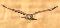 Buzzard in flight