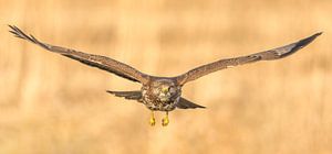 Buizerd in de vlucht van Erik Veldkamp