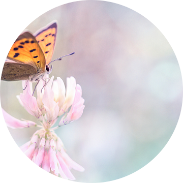 Hope is the thing with feathers van Bob Daalder