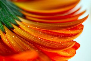 Orangefarbene Gerbera-Blüte mit Wassertropfen von Klik! Images