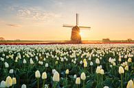 Dutch Tulips by Pieter Struiksma thumbnail