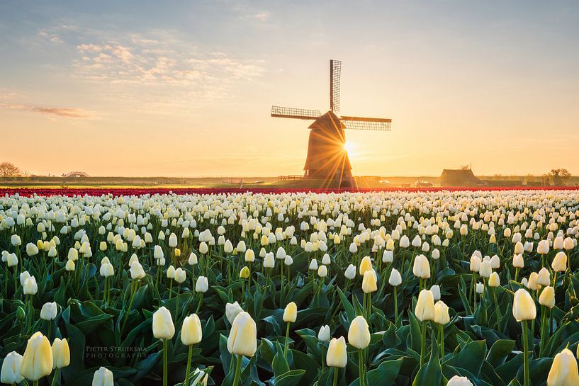 Tulipes néerlandaises par Pieter Struiksma