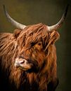 Schottischer Highlander Porträt mit warmem Hintergrund von Marjolein van Middelkoop Miniaturansicht