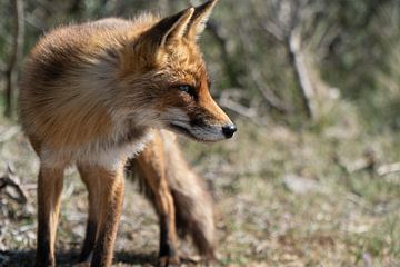 Wild fox in the Amsterdam Water Supply Dunes by HappyTravelSpots