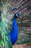 Pfau