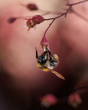 Bumblebee to a flower by Jan