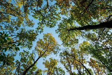 Fin de l'été, les cimes des arbres s'élèvent dans le ciel sur Andreea Eva Herczegh