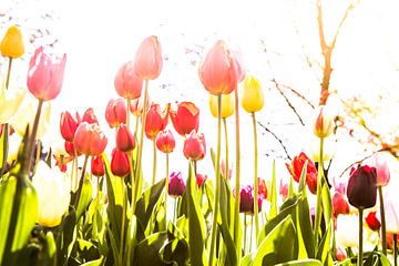Tulpen in de lente van Marcel Krijgsman